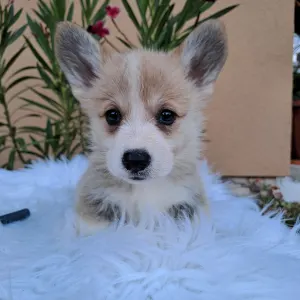 Welsh Corgi Pembroke - Christal