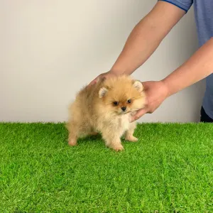 Pomeranian - Vesta