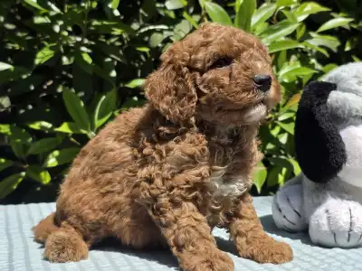 Cavapoo - Jonathan