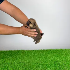 Pomeranian - Tompson