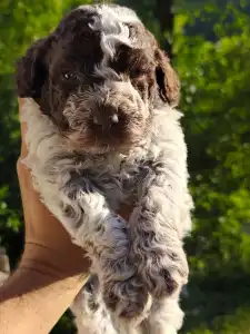 Lagotto Romanjolo - Dingo Royal Town Of Bobovac 
