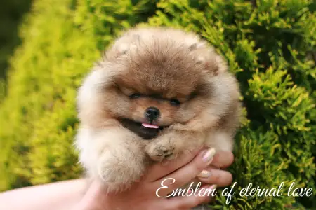 Pomeranian - Don From Ebi’s Heart Emblem Of Eternal Love