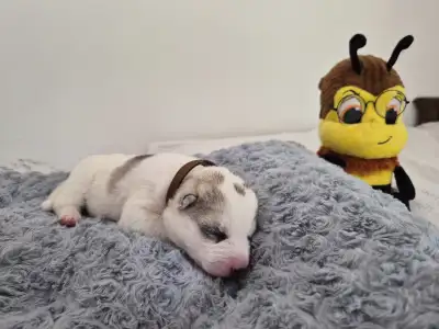 Sibiřský husky - Almond Cookie 