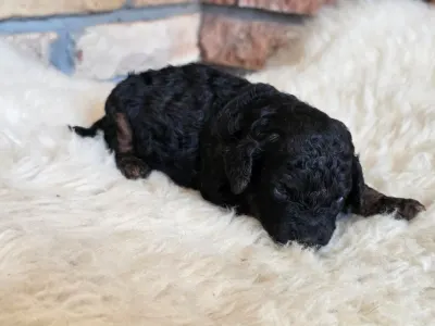 Cavapoo - Nobu