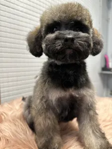 Poodle Miniature - Sweet Pie