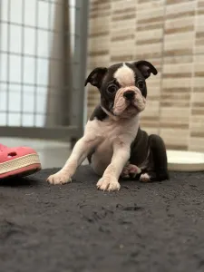 Boston Terrier - Yumba Nero Di Angelo