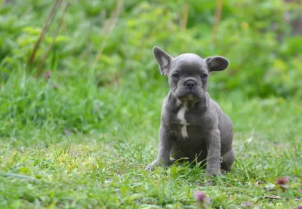 Bulldog francez - Madeleine 