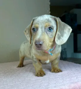 Dachshund - Lucas
