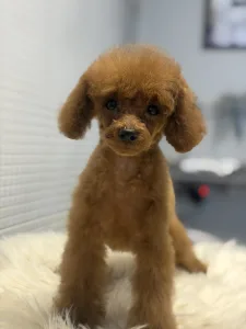 Caniche Toy - T-Rex(teacup)