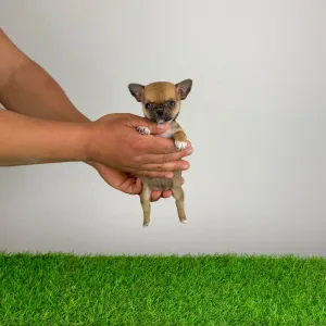 Чихуахуа - Birdy