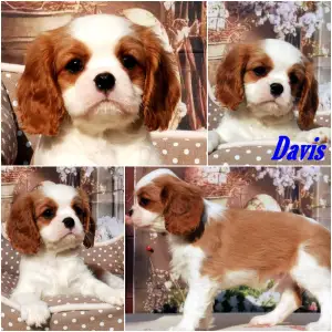 Cavalier King Charles spániel - Davis