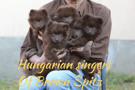 Deutscher Kleinspitz - Falusi Mariann Of Brown Spitz