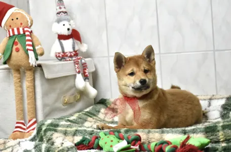 Shiba - Bravados Benika