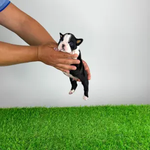 Boston Terrier - Kismet