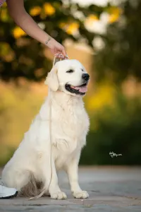 Golden Retriever - Gogas Pride