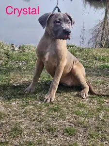 Cane Corso Italiano - Crystal