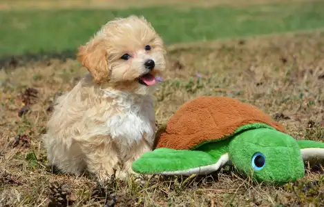 Maltipoo - Polly