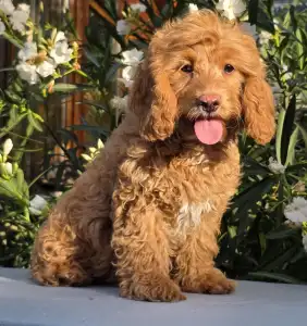 Cavapoo - Milky(health Tested:cardio,eye,patella)