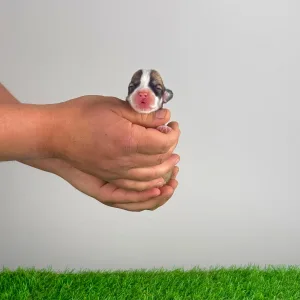 Pembroke Welsh Corgi - Yuri