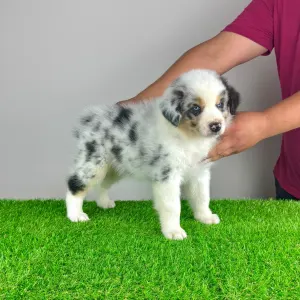 Australian Shepherd - Talizman