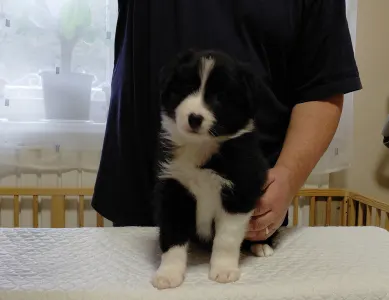 Border Collie - Rubin