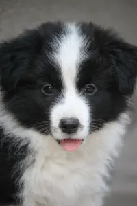 Border Collie - Legacy Live Forever Pieces Of A Dream