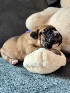 Cane Corso Italiano - Samson