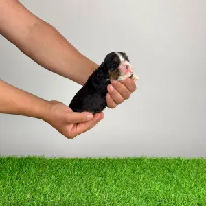 Кавалер кинг-чарльз-спаниель - Medy