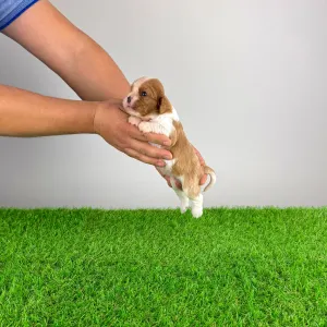 Cavalier King Charles Spaniel - Dorritos