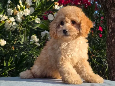 Cavapoo - Filou