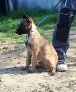 Belga juhászkutya - Aibo 5174