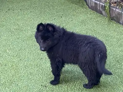 Groenendael Ciobanesc belgian - Gerőcsvári Freddie