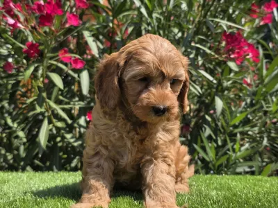 Cavapoo - Jasmin