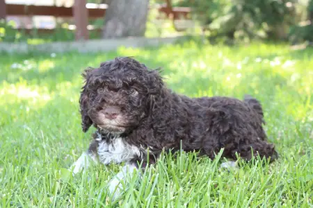 Romagna Water Dog - Tomborgotto Baileys