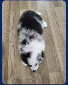 Border Collie - Connor
