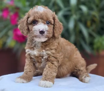 Cavapoo - Ariel