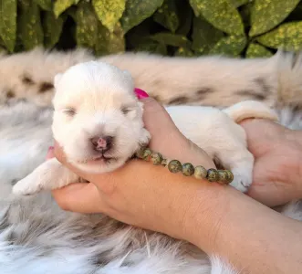 West Highland White Terrier - Buddy