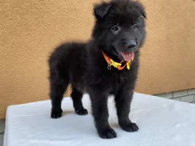 Belga juhászkutya - Gerőcsvári Black Diamond Hetty