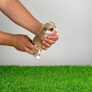 Welsh Corgi Pembroke - Zoppo