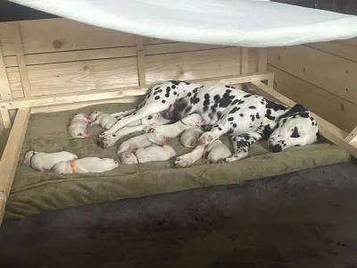 Dalmatinski pas - Aris