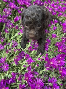 Romagna Water Dog - Fredy