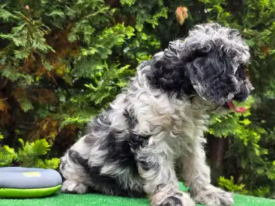 Cavapoo - Merida