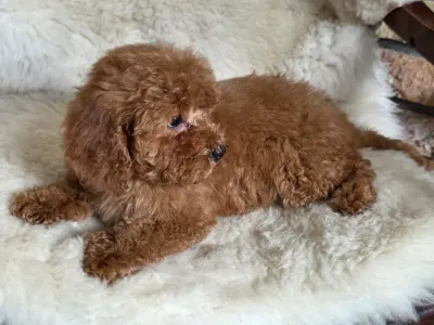 Cavapoo - Mona