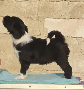 Tibeti terrier - Indiana 
