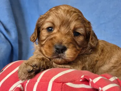 Cavapoo - Chester