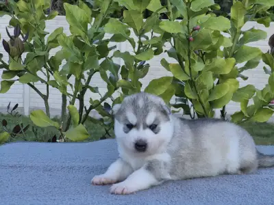 Szibériai husky - Grey Boy