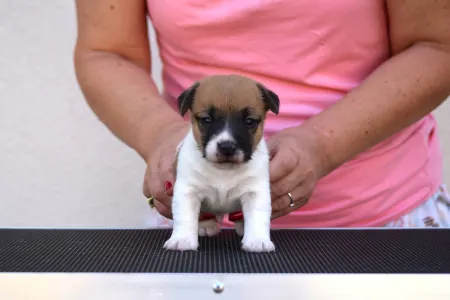 Jack Russell Terrier - Gold Leash Rufus