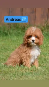 Cavapoo - Andreas