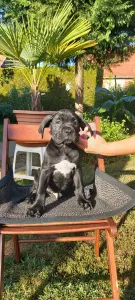 Cane Corso Italiano - Caesar’s Guardians