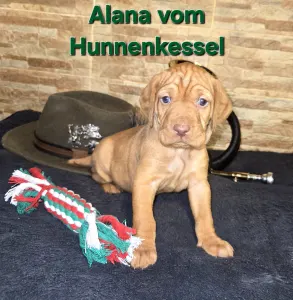 Hungarian Wire-haired Vizsla - Alana Vom Hunnenkessel